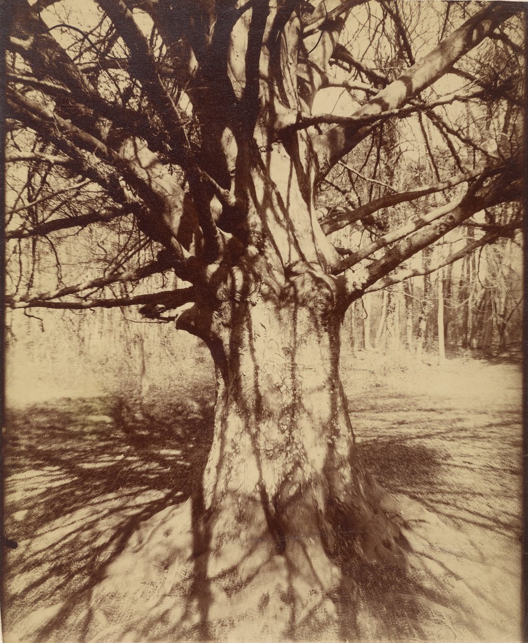 Árvore (Garche) Faia de Eugène Atget