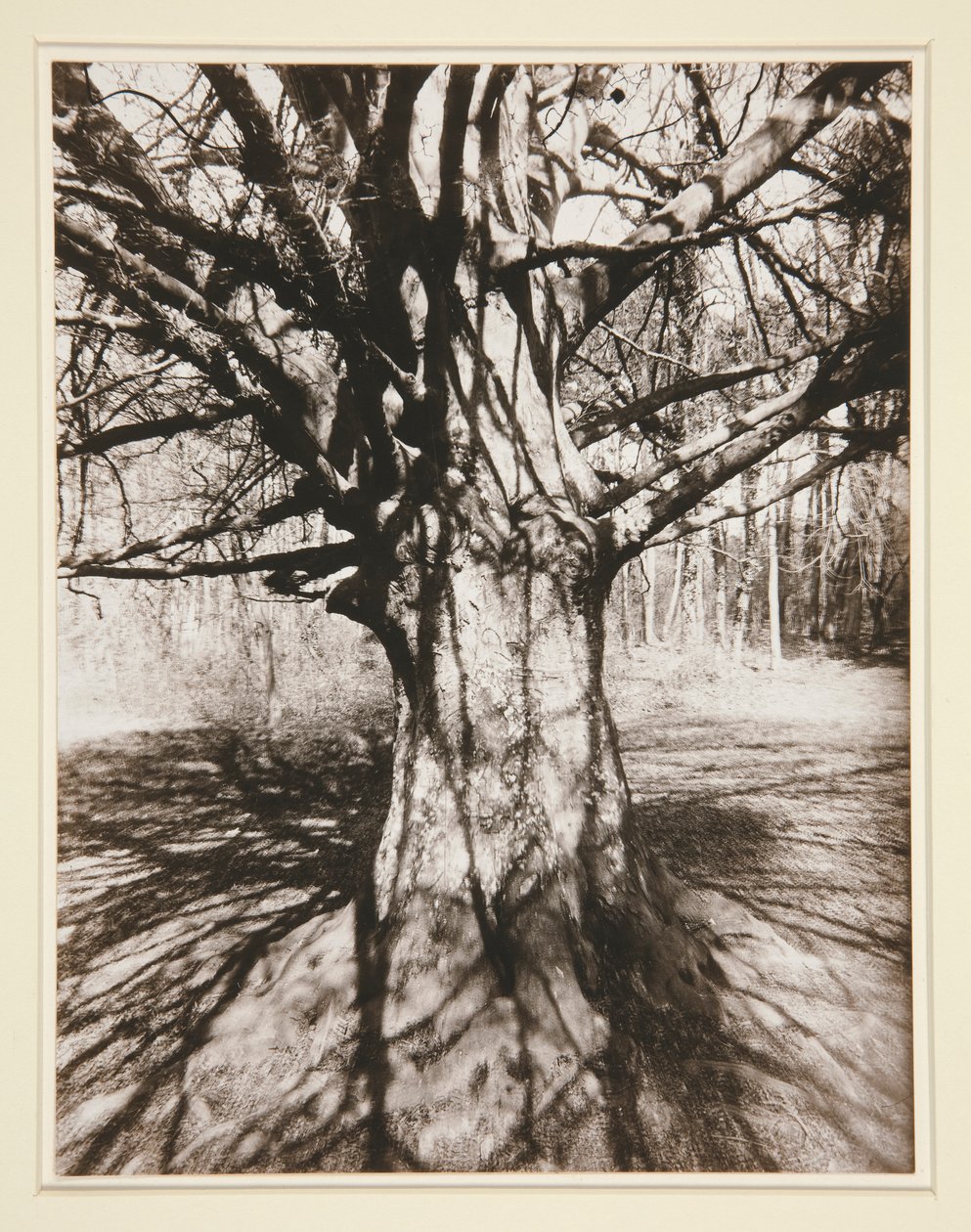 Faia de Eugène Atget