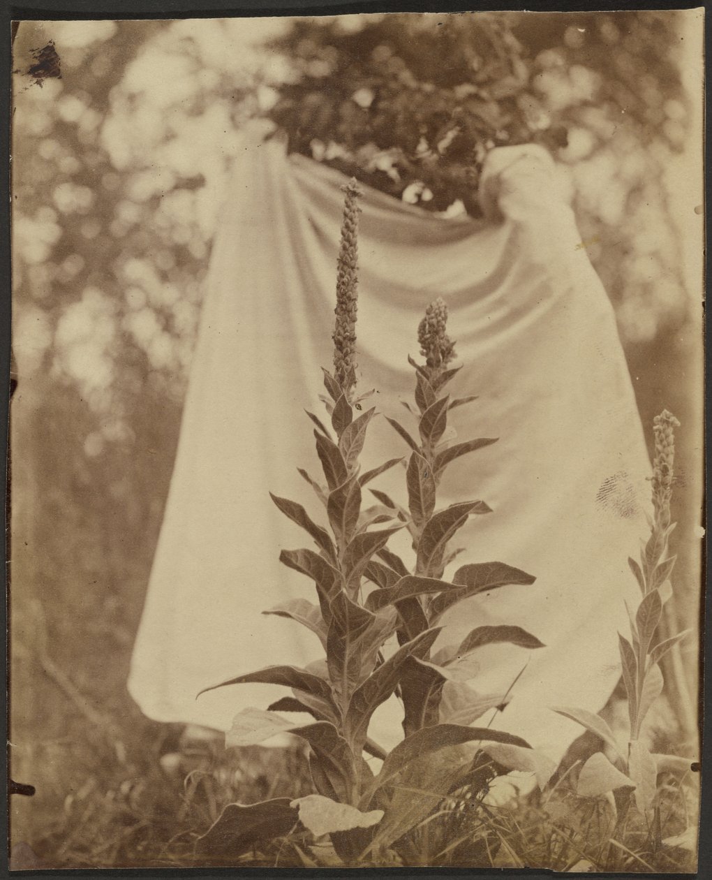 Bouillon Blanc (planta de verbasco) de Eugène Atget