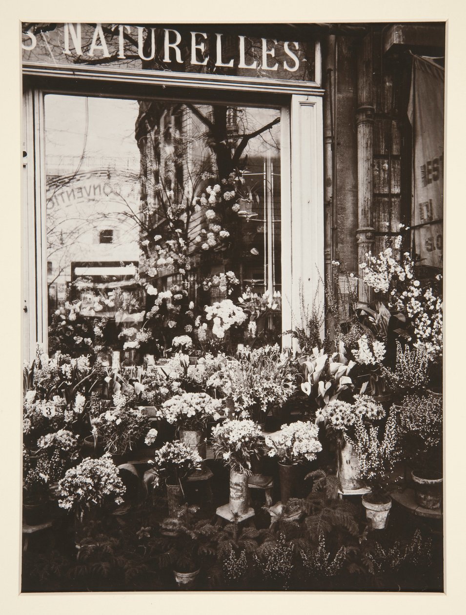Boutique Fleurs -37 (Loja de Flores) de Eugène Atget