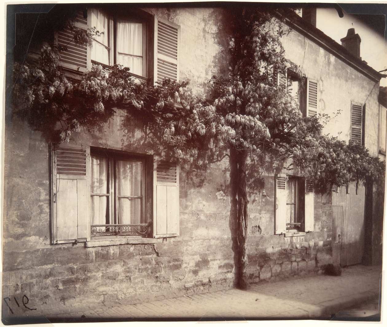 Glycine (Wisteria), Ch?tillon de Eugène Atget