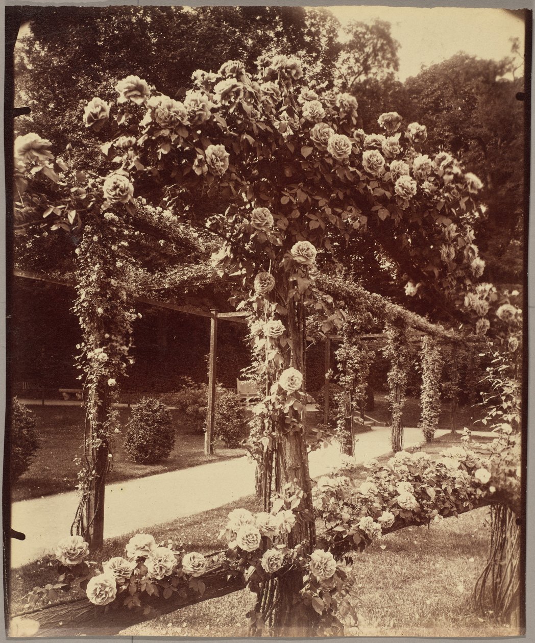 [Jardim de Bagatelle]. de Eugène Atget