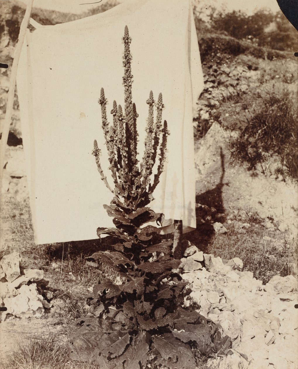 verbasco em flor de Eugène Atget