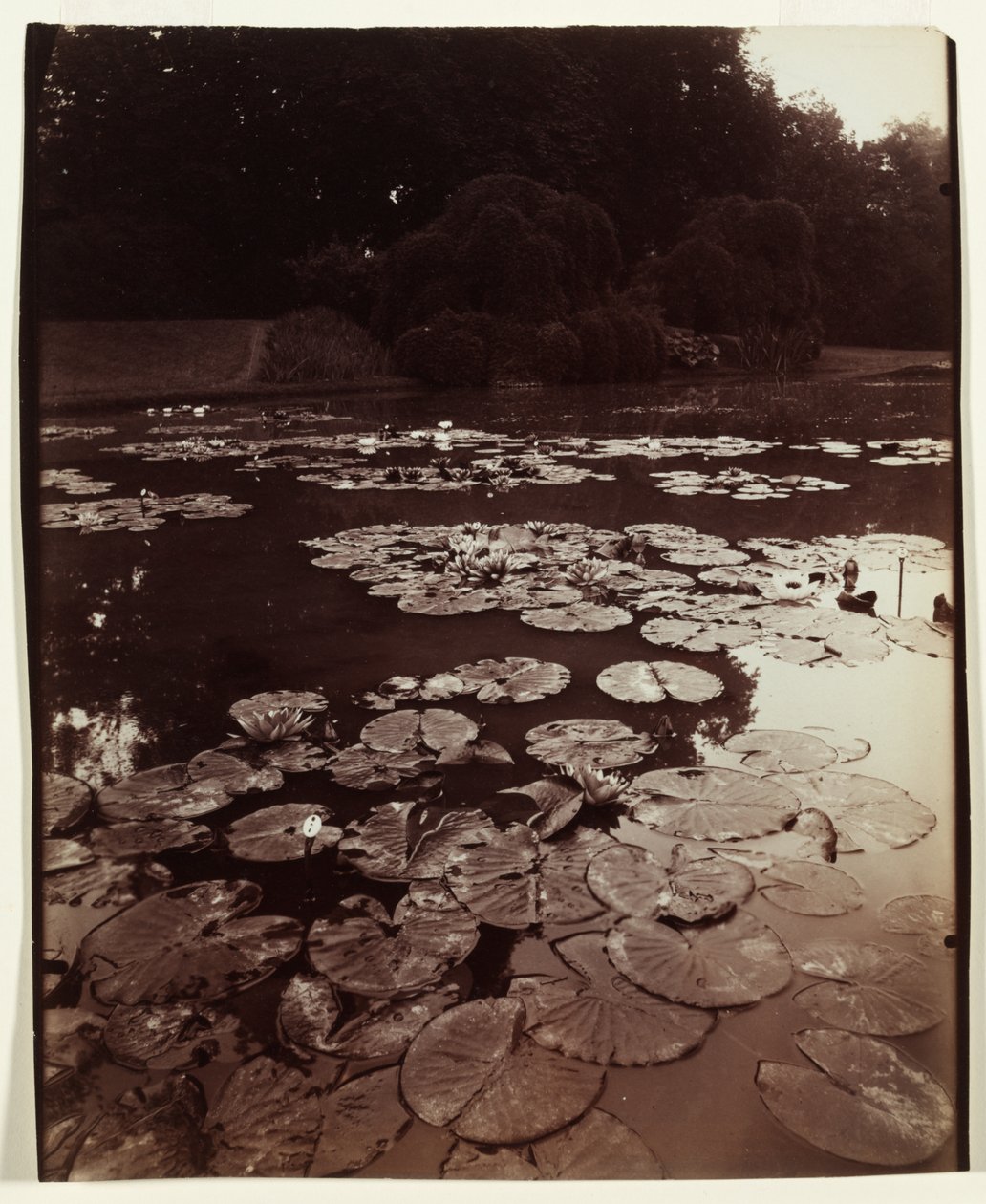 nenúfar de Eugène Atget