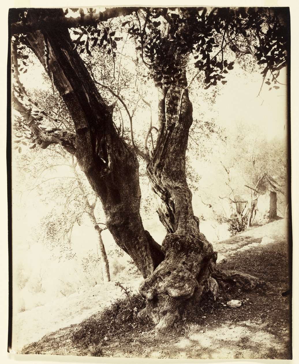 Olivier, Nice, c.1900 de Eugène Atget