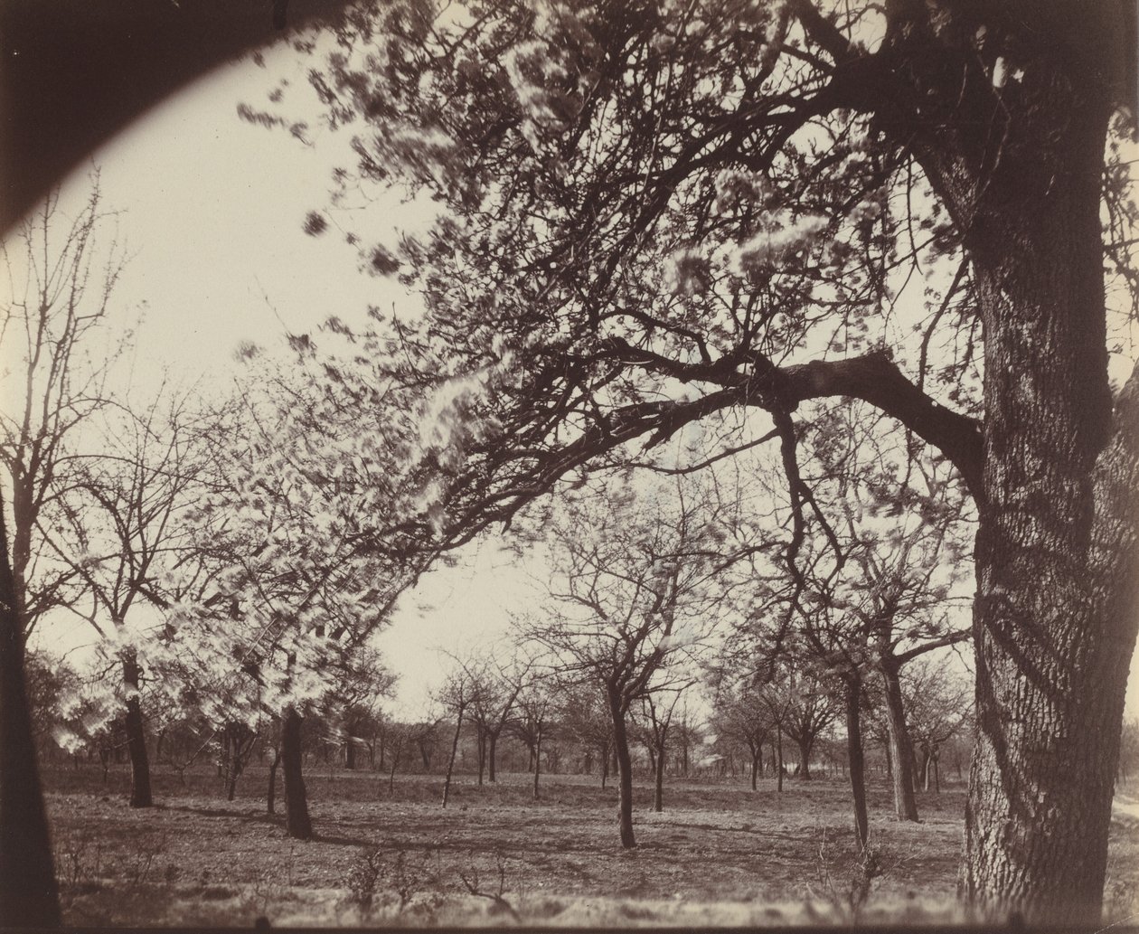 Poirier de Eugène Atget
