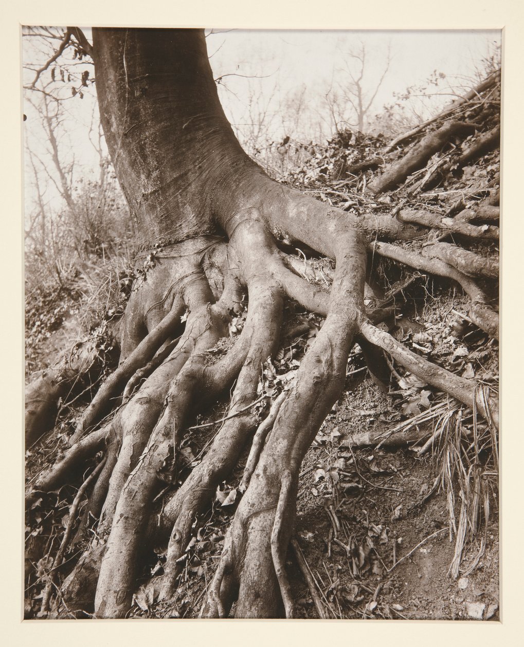 Saint-Cloud de Eugène Atget