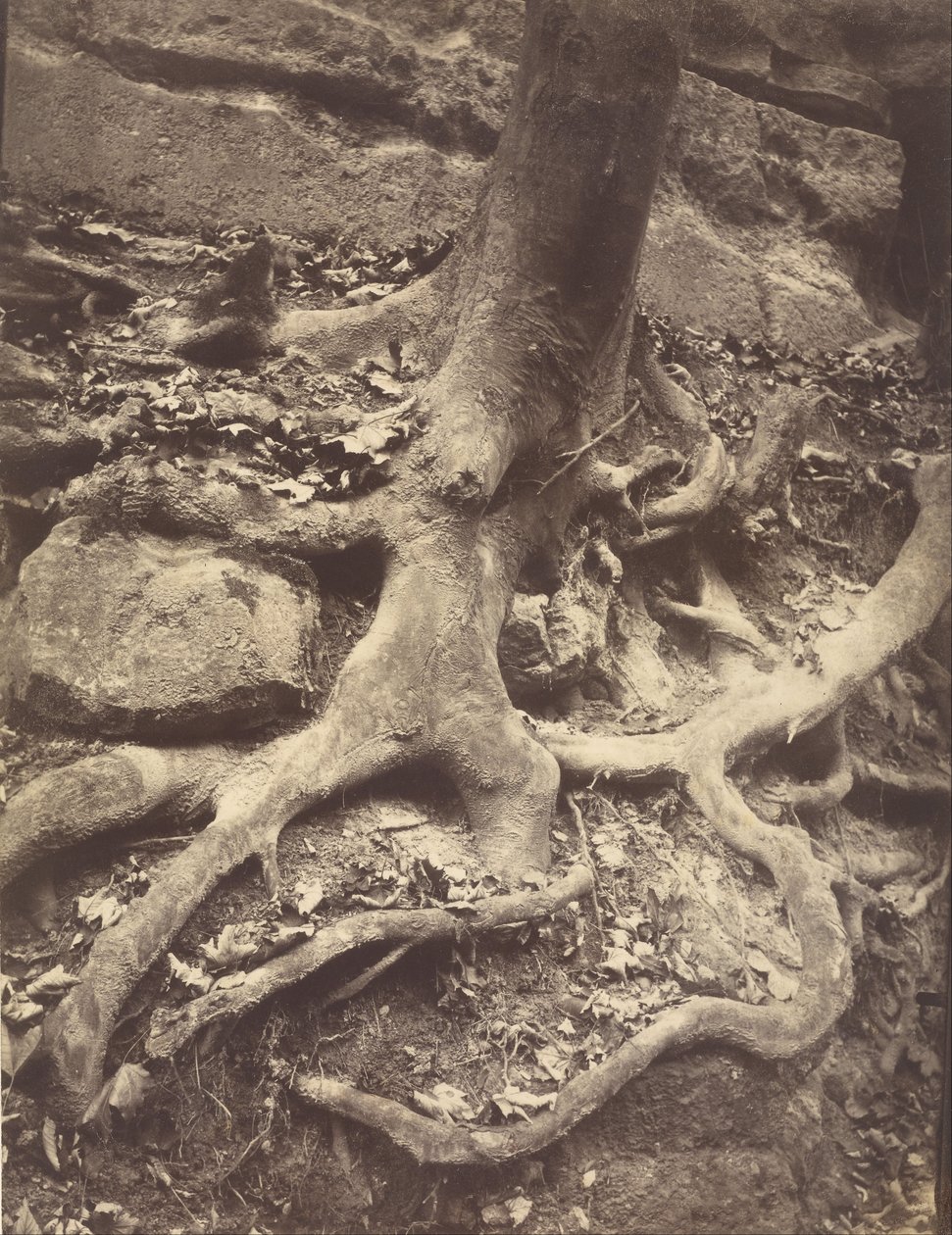 Tree Roots, Saint-Cloud de Eugène Atget