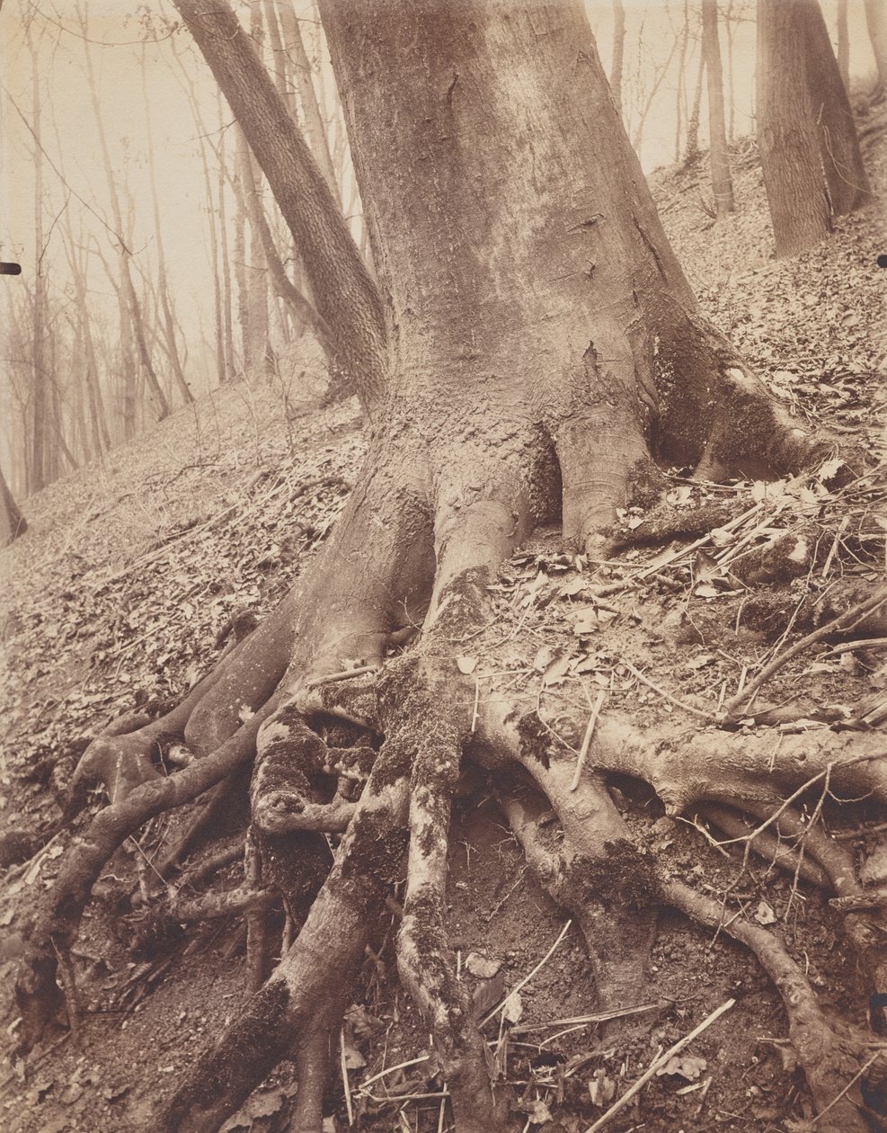 Árvores e Raízes de Eugène Atget