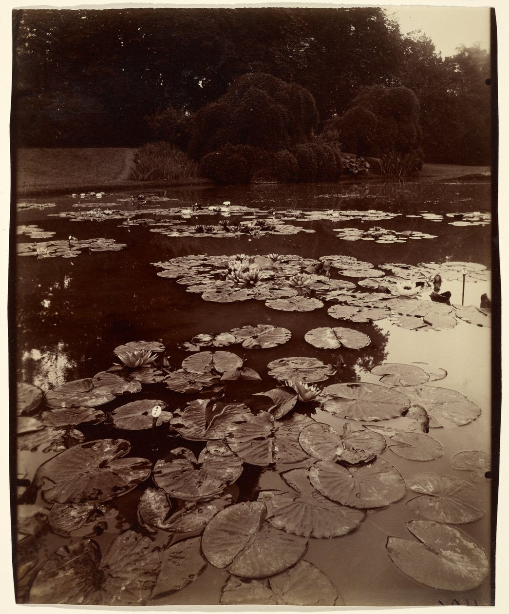 [Nenúfares]. de Eugène Atget