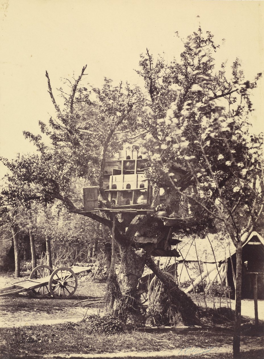 Pigeon House in Tree de Eugène Colliau