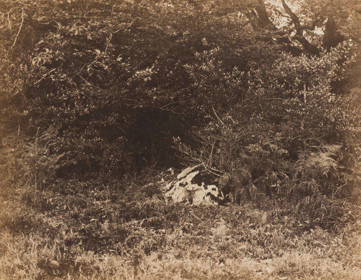 Uma rocha na floresta,c. 1865 (foto) de Eugène Cuvelier