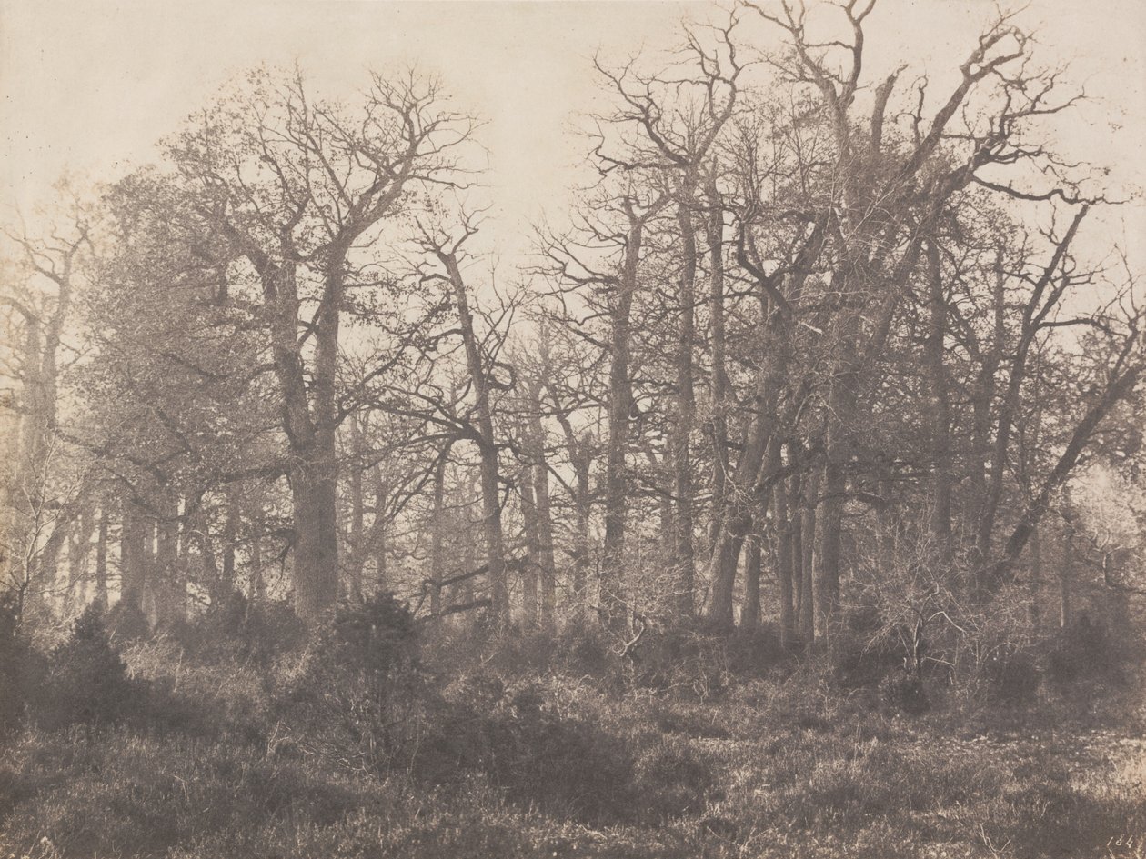 Floresta. de Eugène Cuvelier