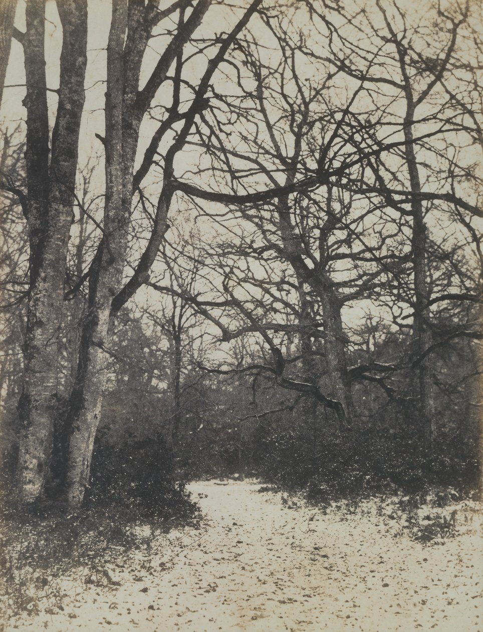 [Floresta de Fontainebleau], c. 1860. de Eugène Cuvelier