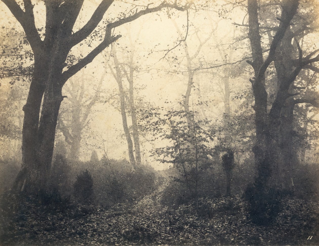 [Floresta de Fontainebleau], início da década de 1860. de Eugène Cuvelier