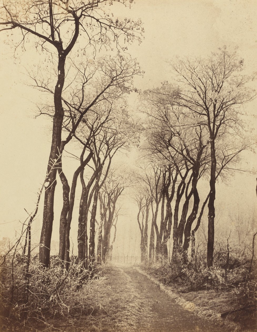 Estrada e árvores com geada, 1860 (foto) de Eugène Cuvelier