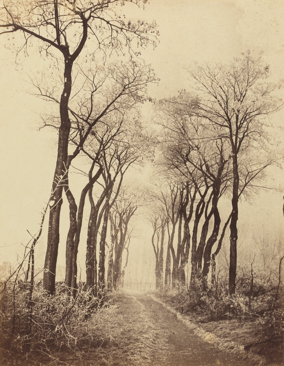 Floresta. de Eugène Cuvelier