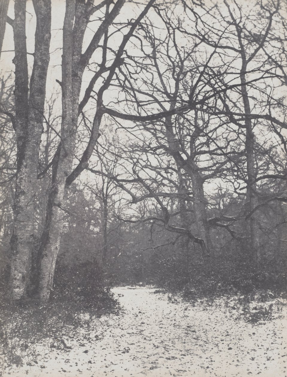 estrada na floresta de Eugène Cuvelier