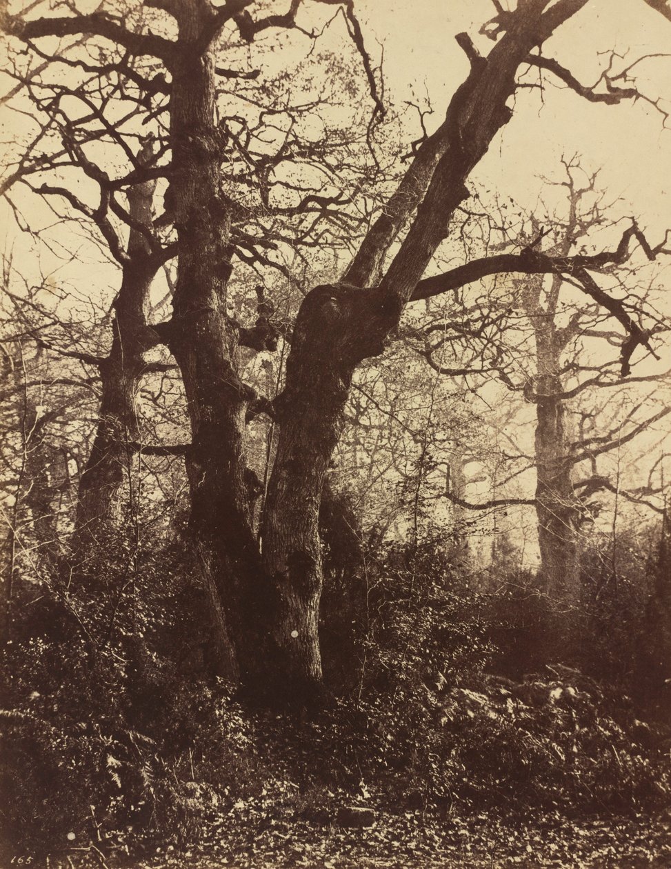 Estudo de árvore, Fontainebleau,1860 (foto) de Eugène Cuvelier