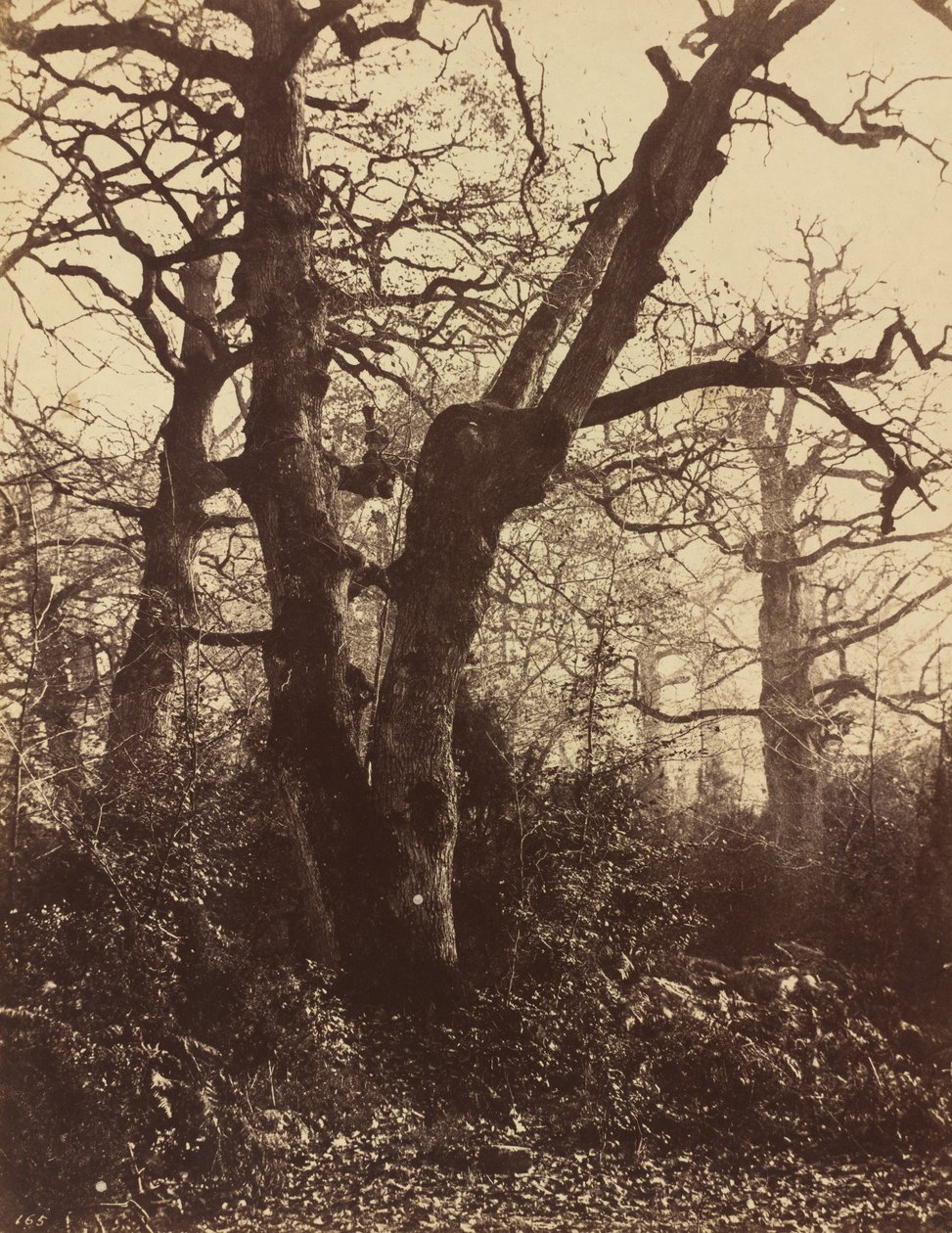 Estudo da Árvore, Fontainebleau, 1860. de Eugène Cuvelier