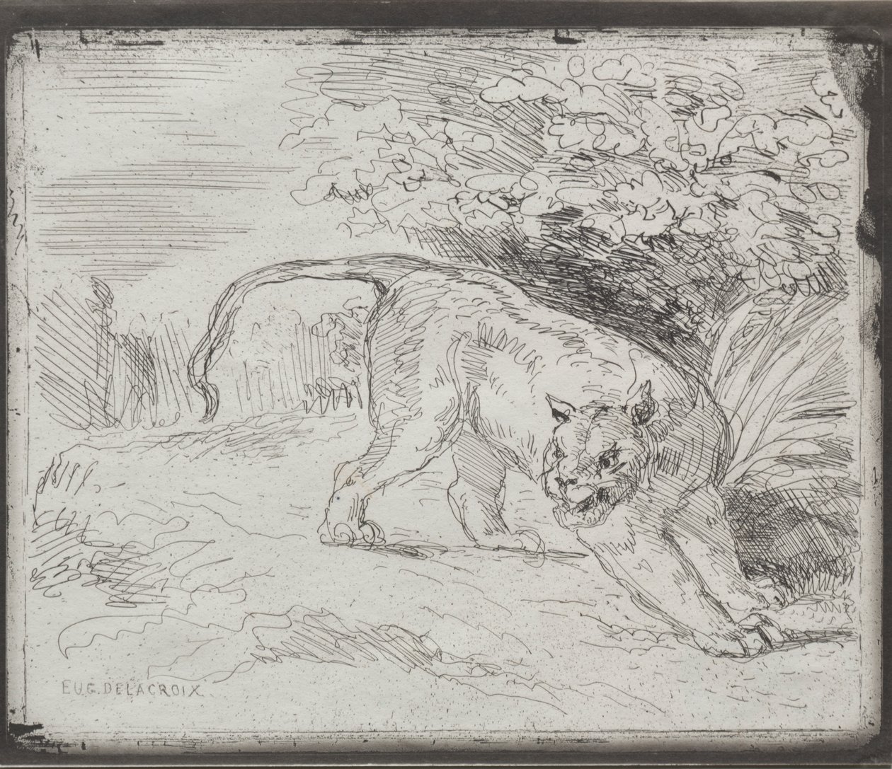 Um tigre preso de Eugène Delacroix