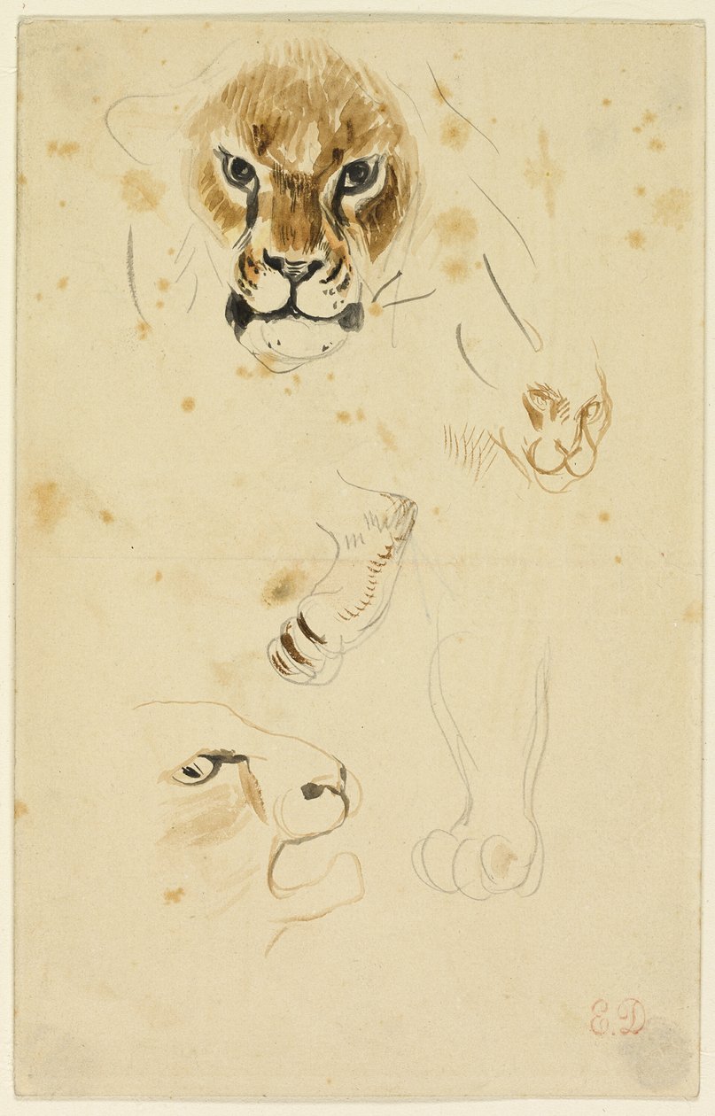 Cabeças e patas de leões de Eugène Delacroix
