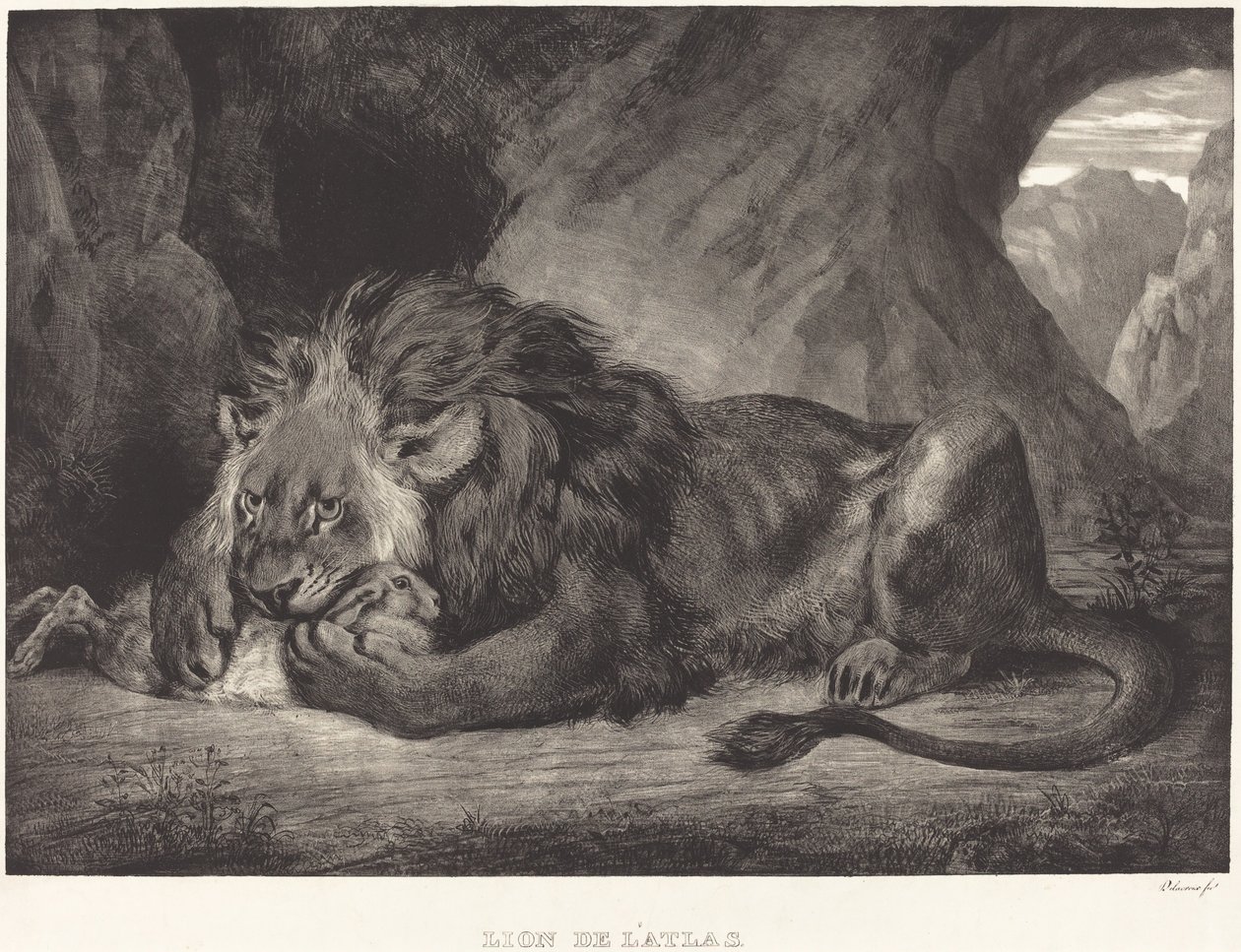 Leão das montanhas do Atlas (Lion de l