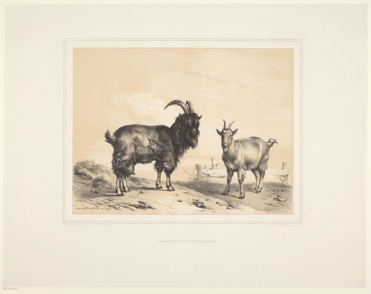 Duas cabras Vários animais (título da série) Estudos Animais (título da série) de Eugène Verboeckhoven