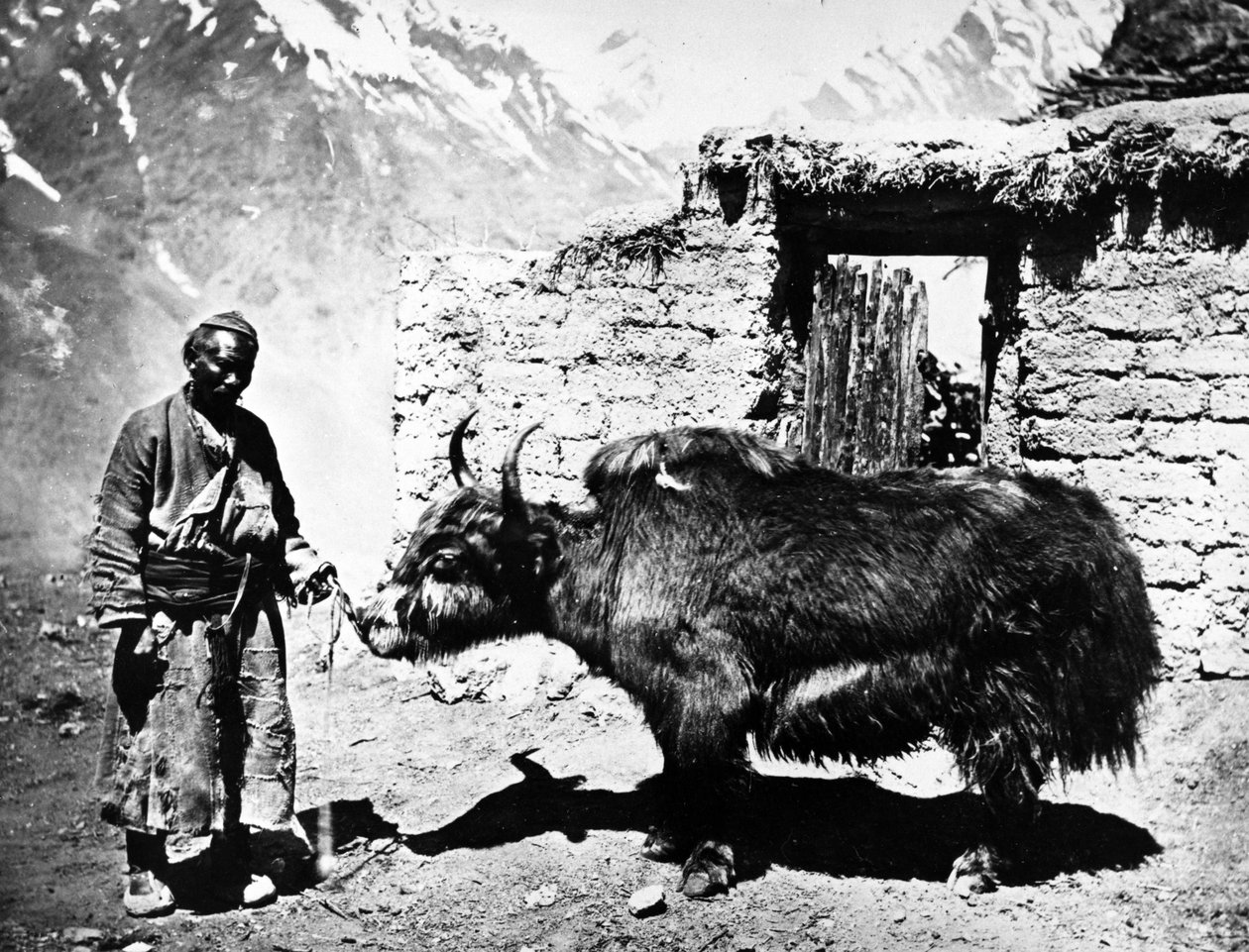 Ladakhi Yak, c.1860-80 de European Photographer