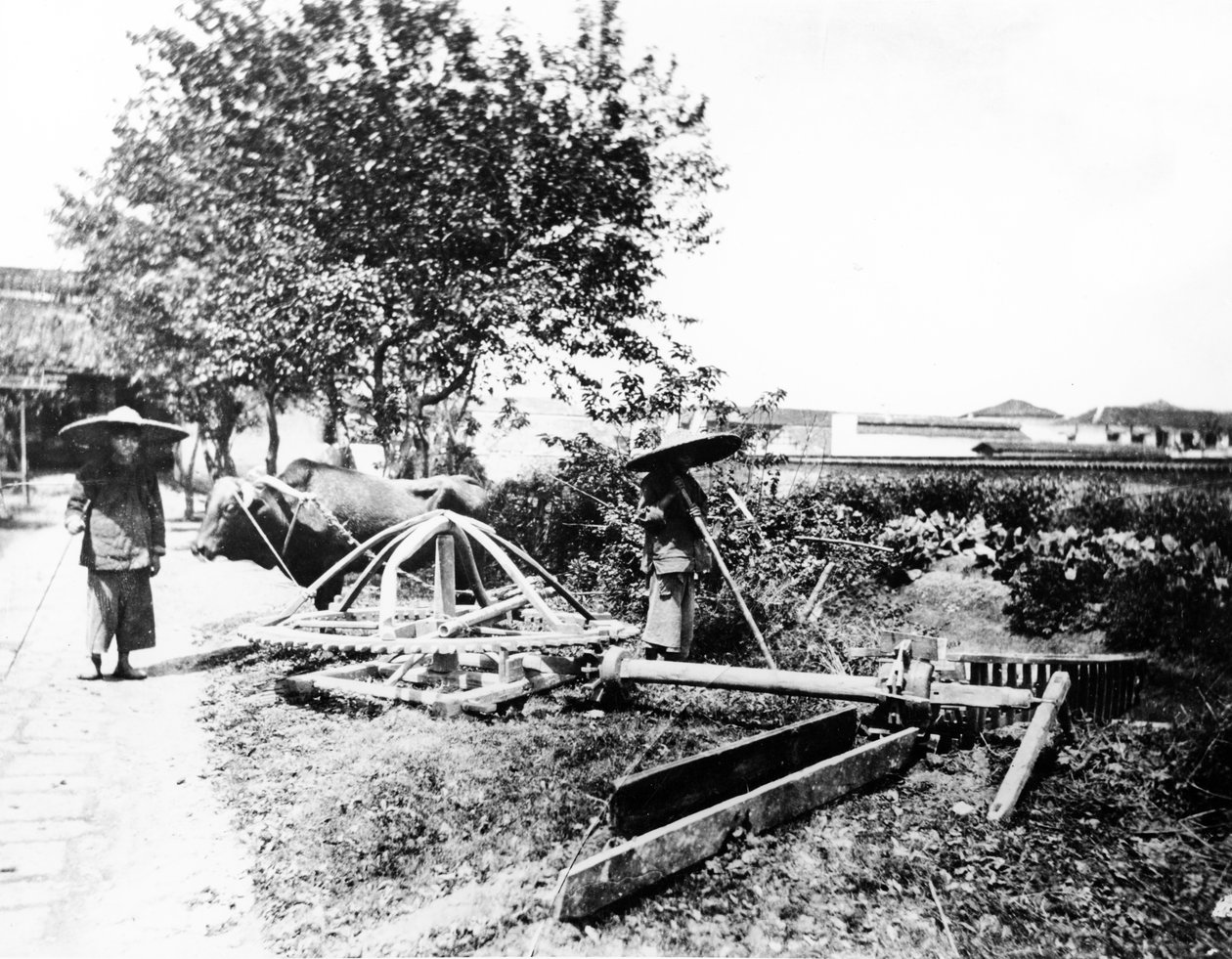 Irrigação Dirigida por Boi, China, c.1870-80 de European Photographer