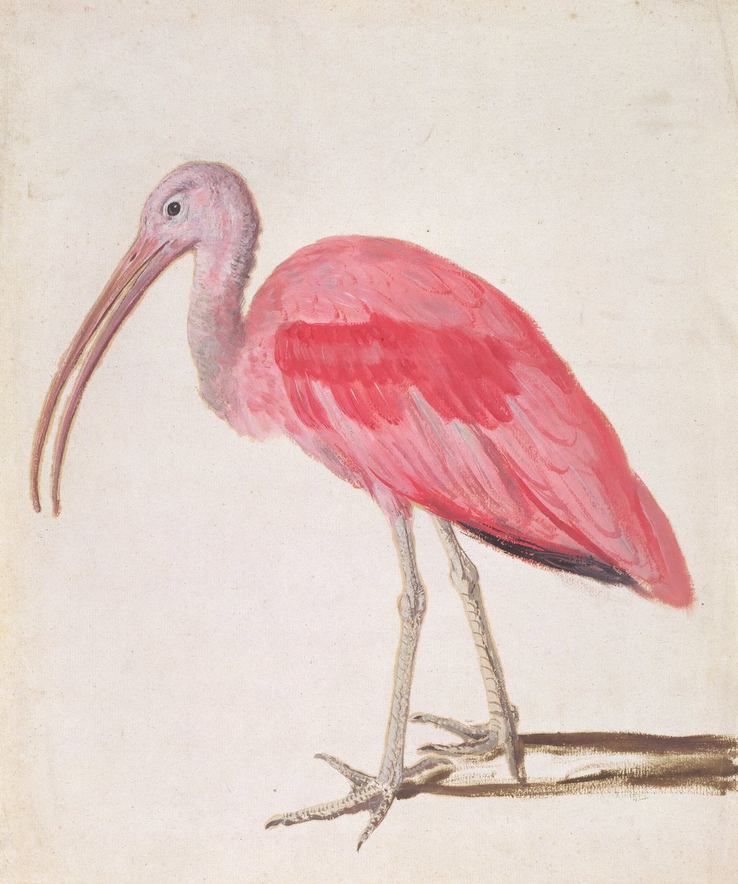 Retrato, de, um, scarlet, ibis, pássaro, (oil on paper) de European School