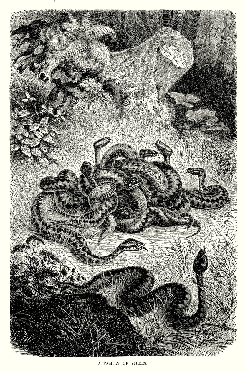 Uma família de víboras (gravura) de European School
