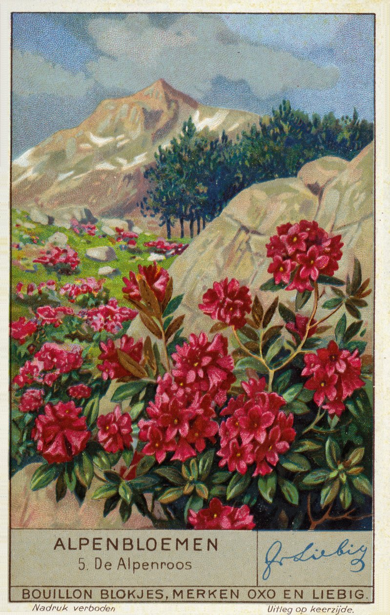 Alpenrose (Rhododendron ferrugineum) (cromolito) de European School