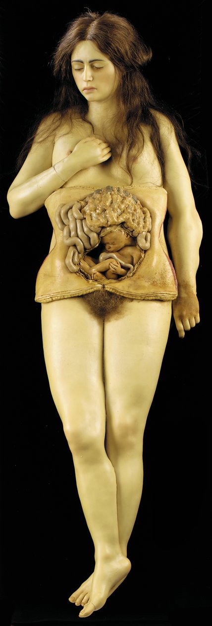 Modelo anatômico de uma gravidez ovariana de European School