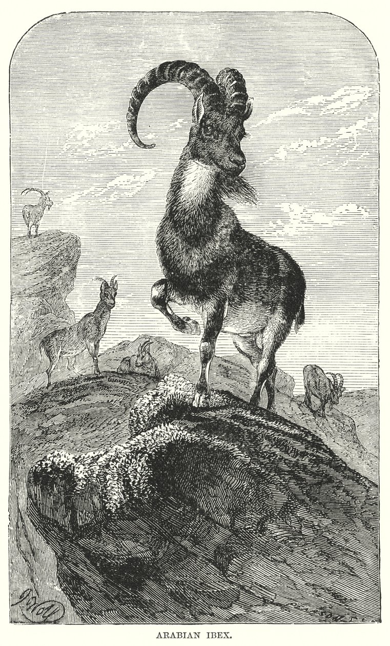 Ibex árabe (gravura) de European School