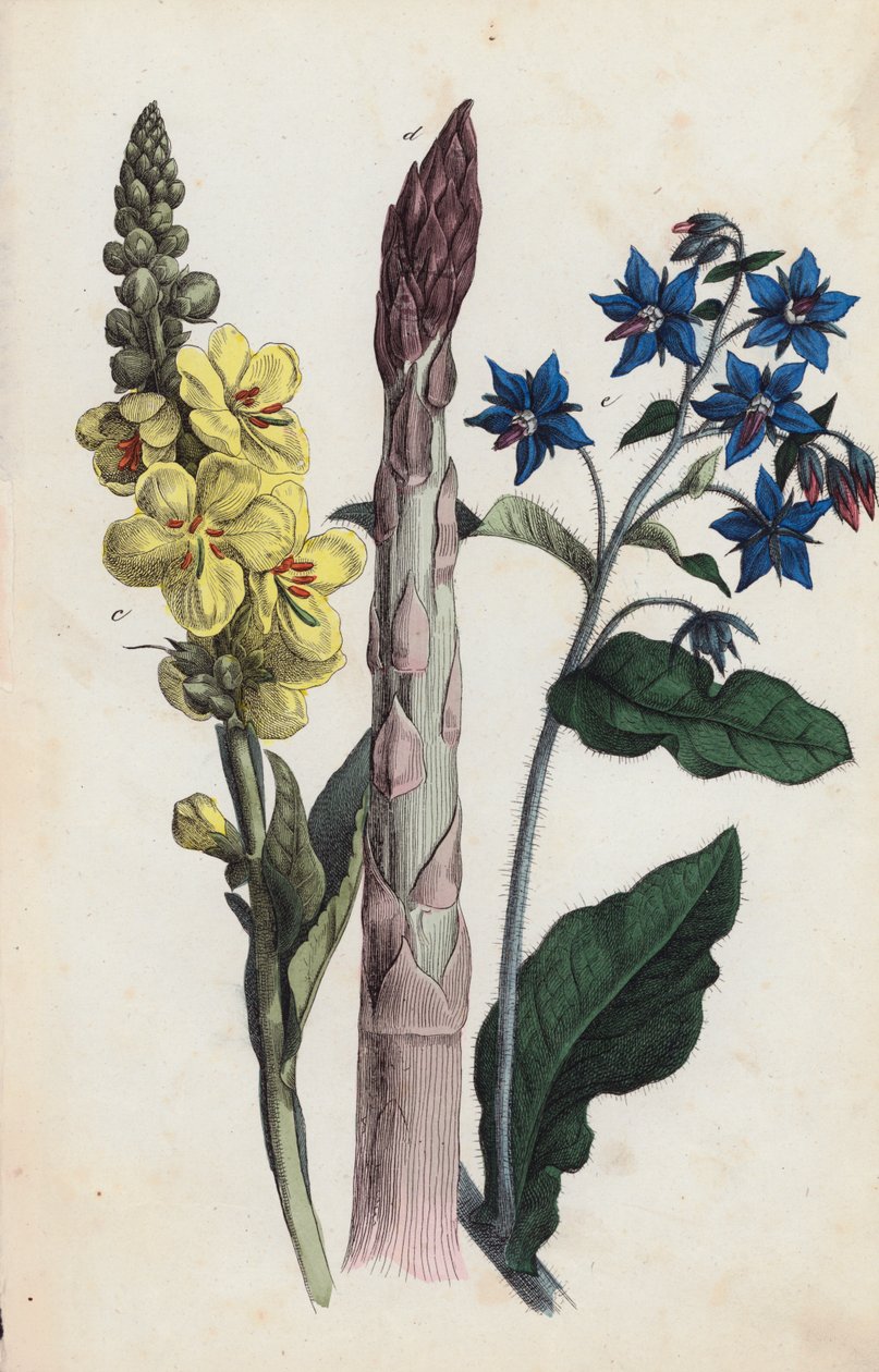 Espargos e flores (litografia a cores) de European School