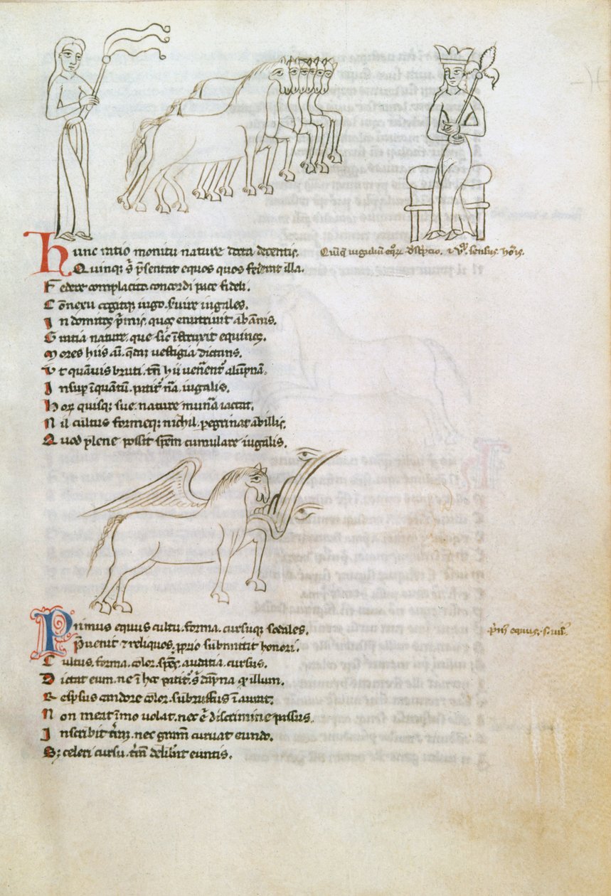 Bestiário: o cavalo (tinta aveludada) de European School