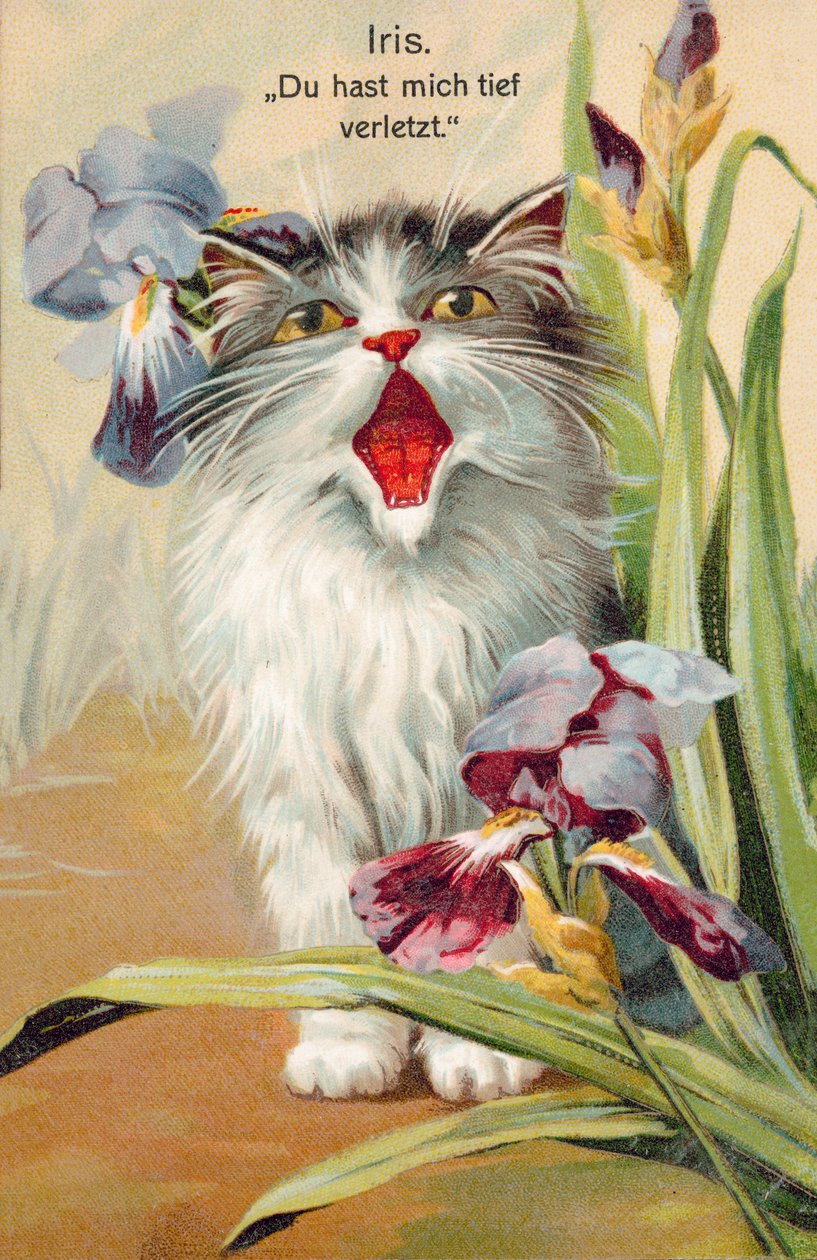 Postal de gato (litografia a cores) de European School