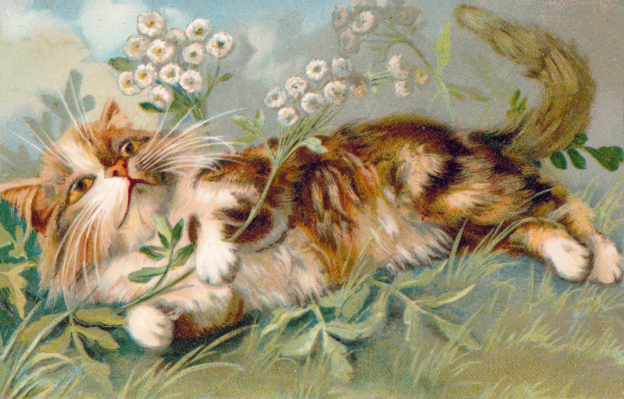 Postal de gato (litografia a cores) de European School