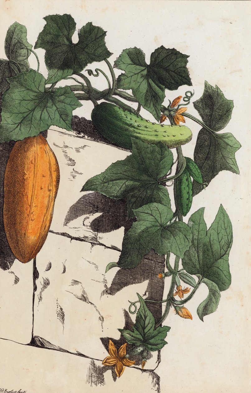 Planta de pepino (litografia a cores) de European School