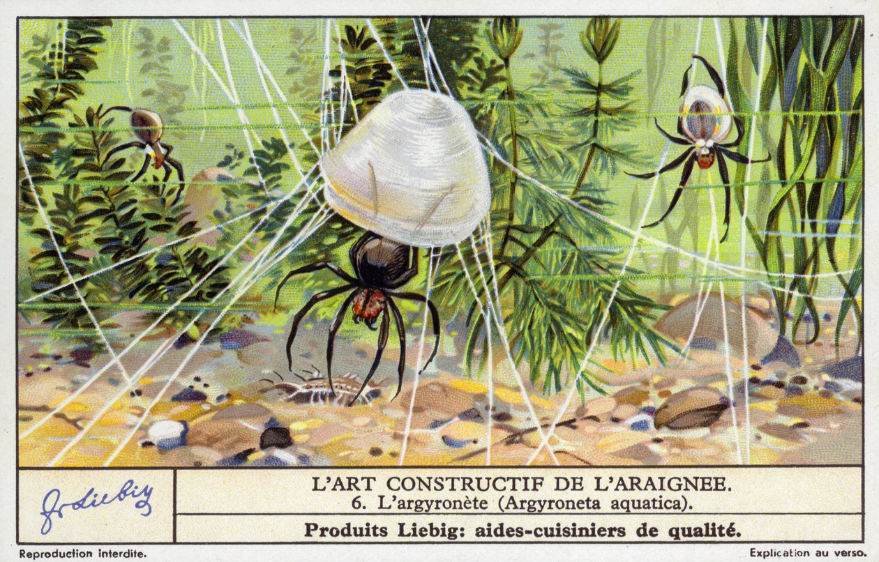 Aranha-de-sino (Argyroneta aquatica) (cromolito) de European School