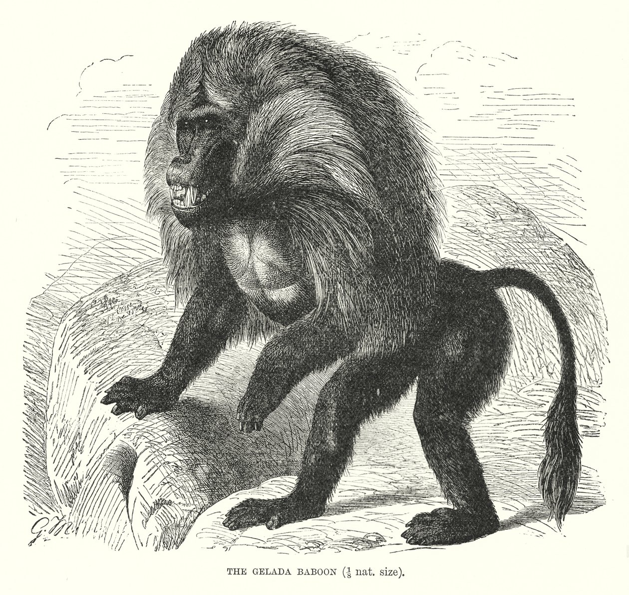 Babuíno de Gelada (gravura) de European School