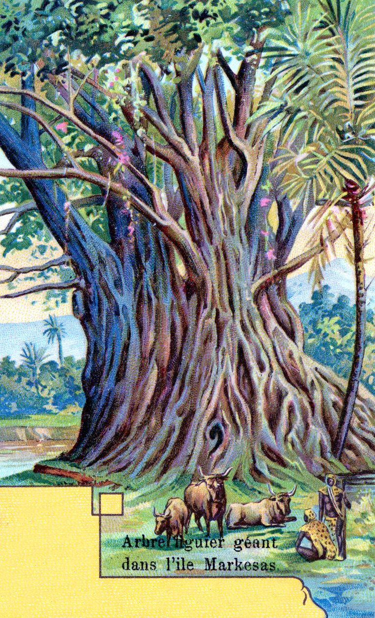 Figueira gigante na baía de Anna Maria, Nuku Hiva, Ilhas Marquesas de European School
