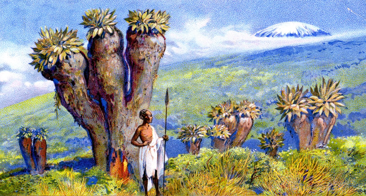 Giant Groundsel, Kilimanjaro, África de European School