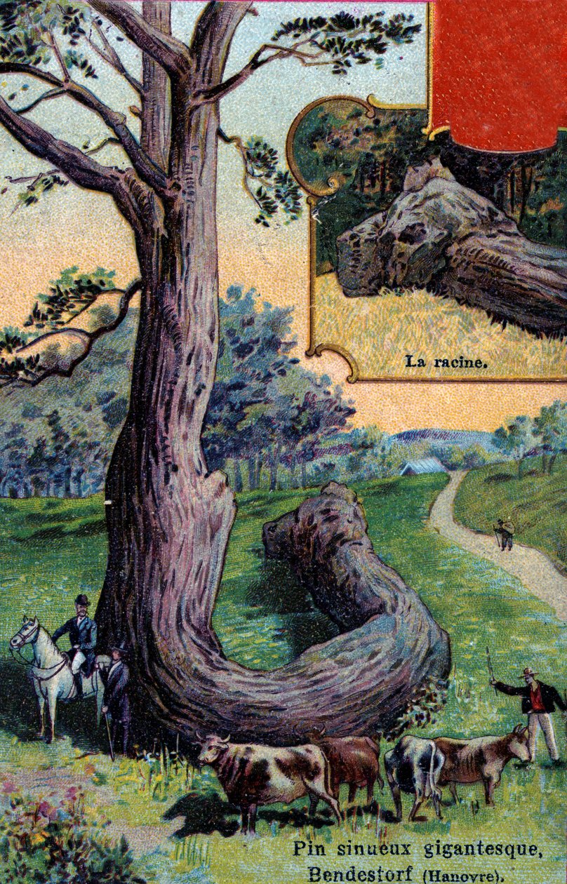 Pinheiro sinuoso gigante e a sua raiz, em Bendestorf, perto de Hanover, Alemanha de European School