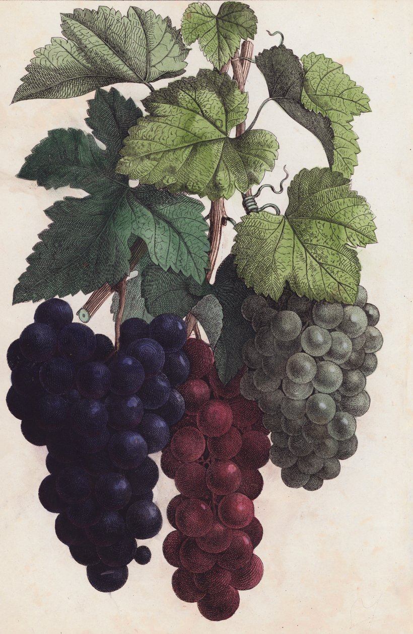 Uvas (litografia a cores) de European School