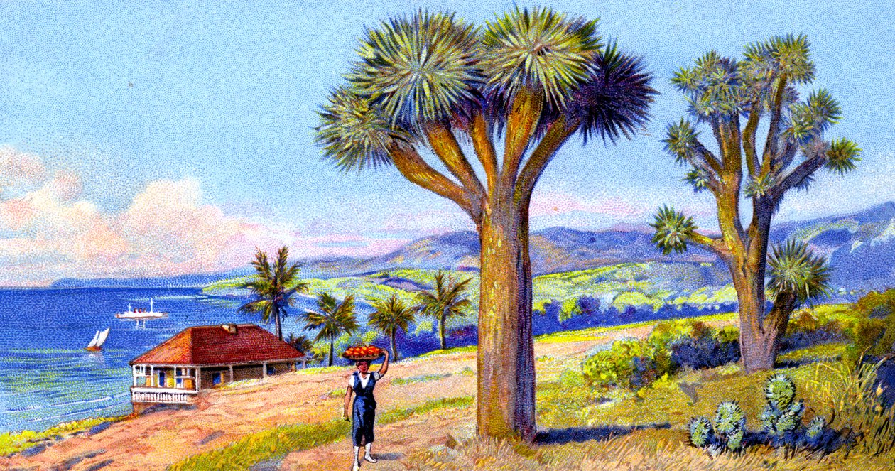Joshua Trees, Califórnia de European School