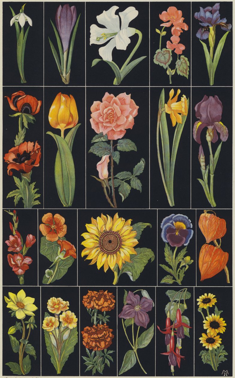 Página do livro de imagens para crianças, Flores (litografia a cores) de European School