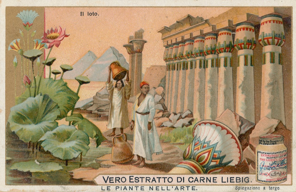 As plantas na arte, cartão Liebig, início do século XX (cromo) de European School