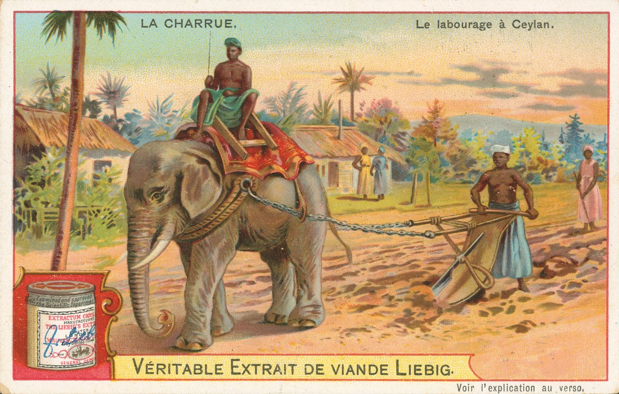 Lavoura por elefante, Ceilão, cartão Liebig, início do século XX (cromo) de European School